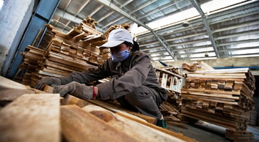 Sustainably reducing deforestation and conserving biodiversity requires an overhaul in the global trade and harvesting of wood products – UN’s FAO